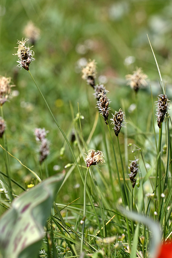 Image of Carex dimorphotheca specimen.