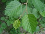 Alnus kolaensis. Верхушка побега. Архангельская обл., г. Северодвинск, в черте города. 18.07.2013.