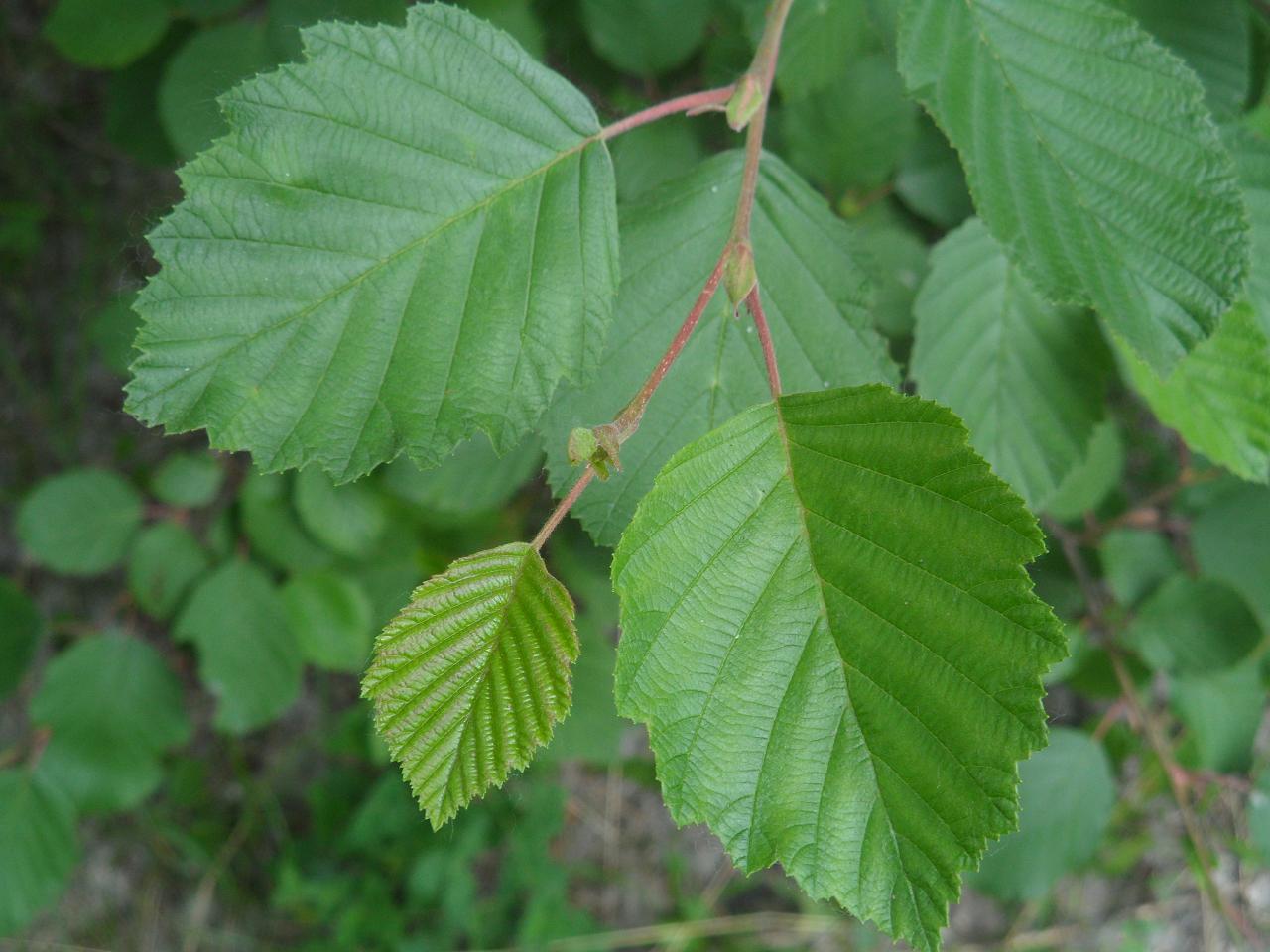 Изображение особи Alnus kolaensis.