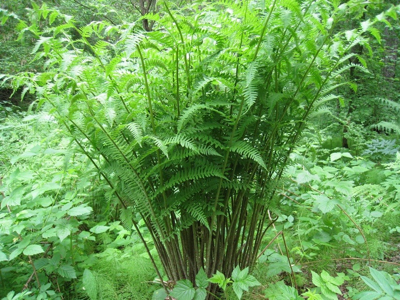 Изображение особи Athyrium filix-femina.