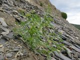 Cleome circassica. Плодоносящее растение. Краснодарский край, м/о Анапа, окр. пос. Б. Утриш, прибрежная гора, обрывисто-осыпной склон. 04.08.2013.