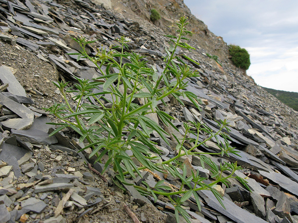 Image of Cleome circassica specimen.