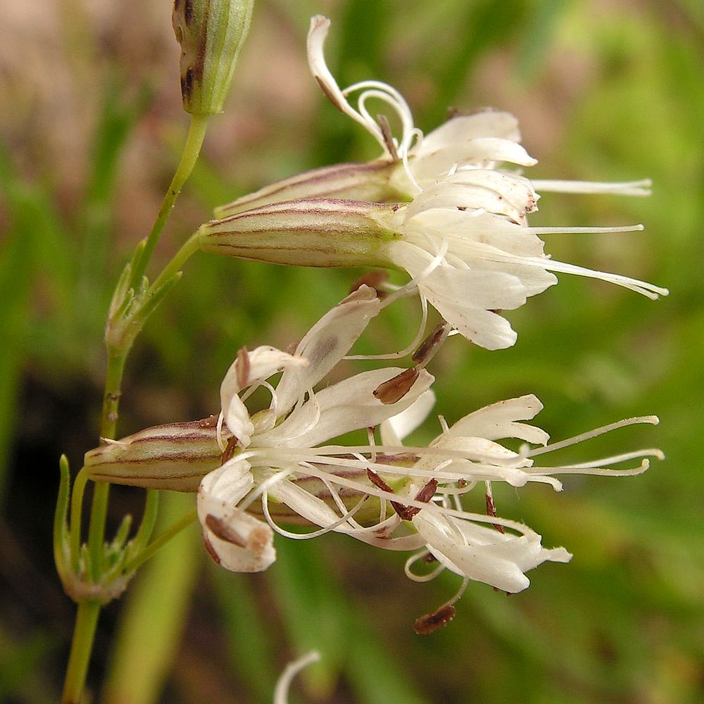 Изображение особи Silene foliosa.