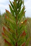 Oenothera biennis. Средняя часть растения. Ростовская обл., дельта Дона, окр. хутора Курган, песчаный луг. 02.08.2012.