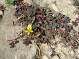 Oxalis corniculata