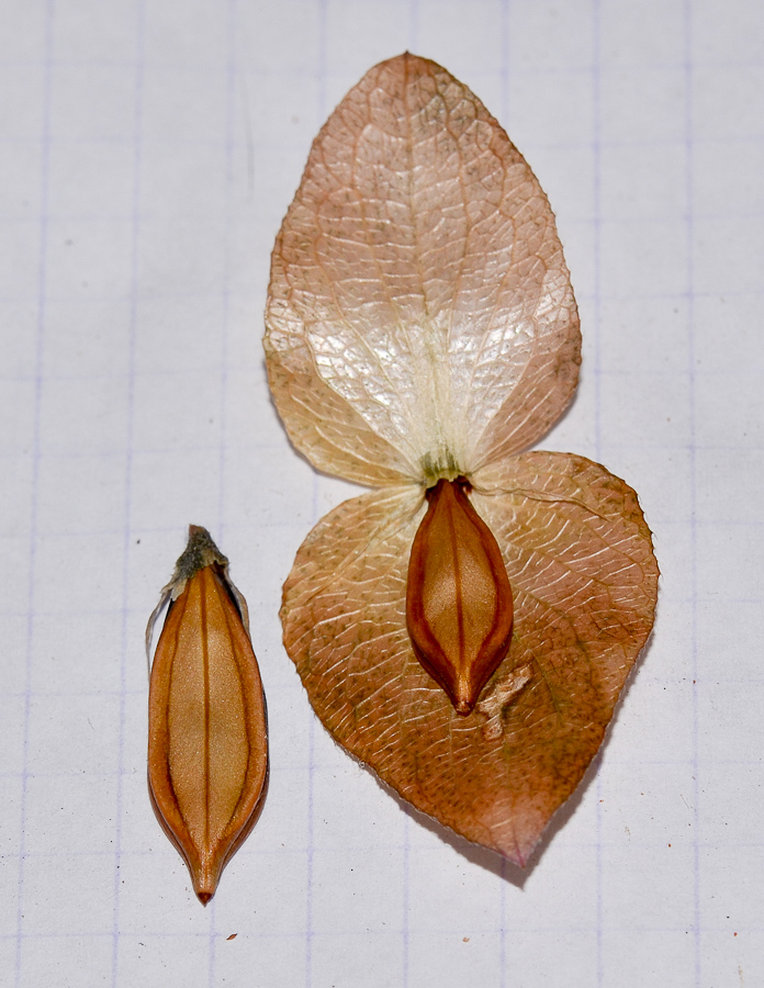 Image of Barleria repens specimen.