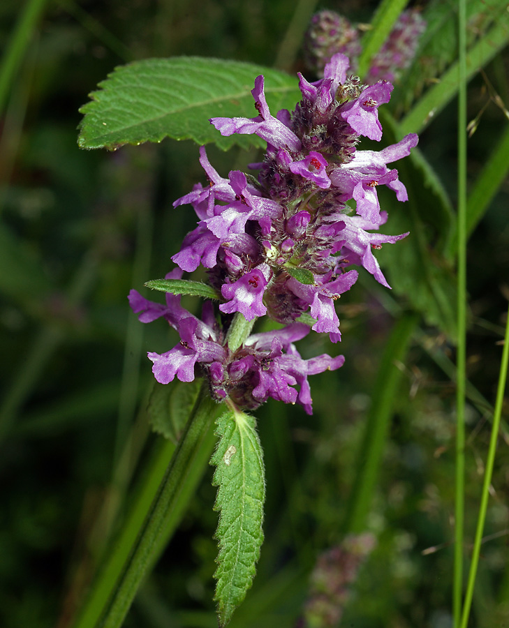 Изображение особи Betonica officinalis.
