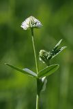 Trifolium montanum