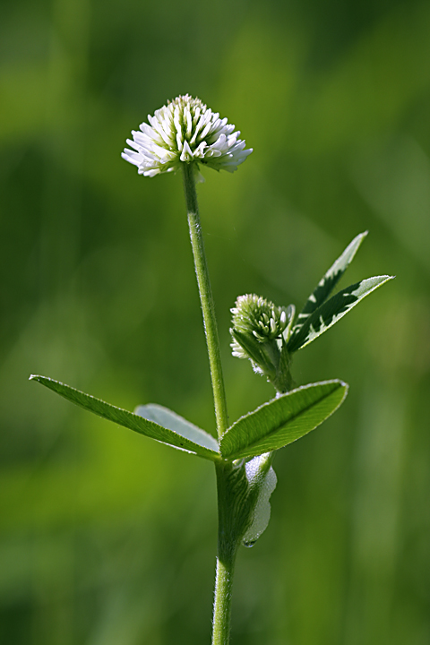 Изображение особи Trifolium montanum.