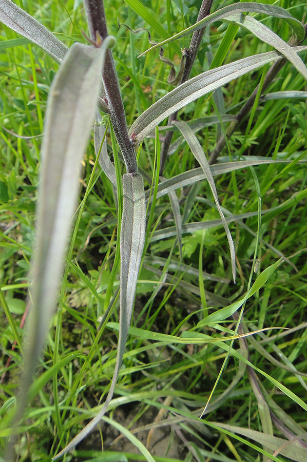 Image of Castilleja pallida specimen.