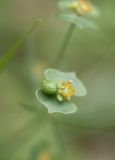 Euphorbia leptocaula