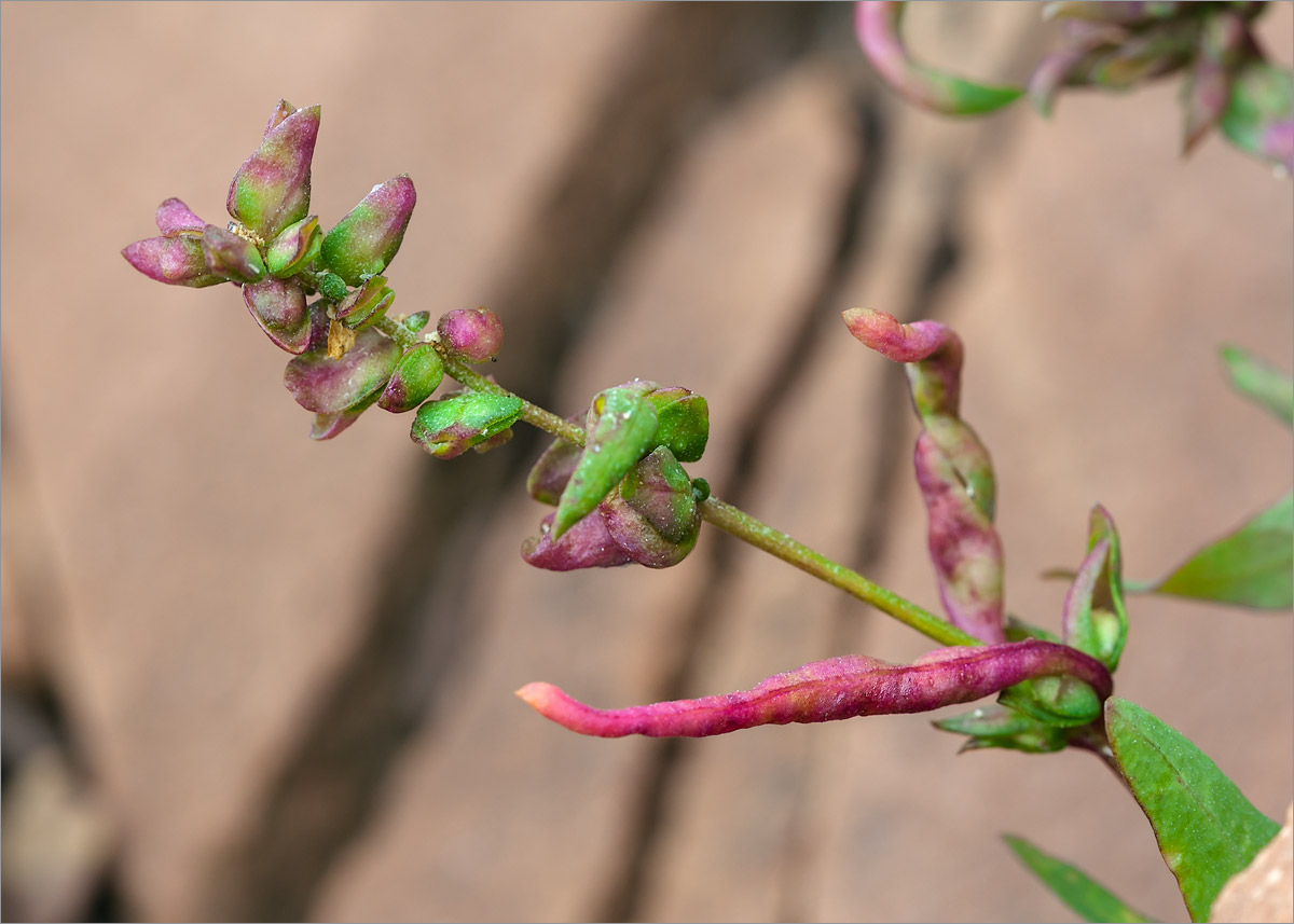 Image of Atriplex nudicaulis specimen.