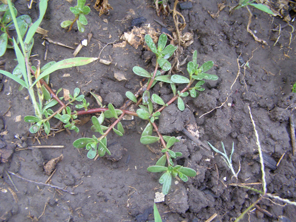 Изображение особи Portulaca oleracea.