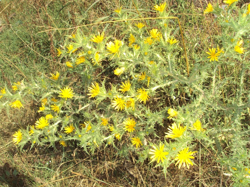Image of Scolymus hispanicus specimen.