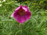 Paeonia anomala
