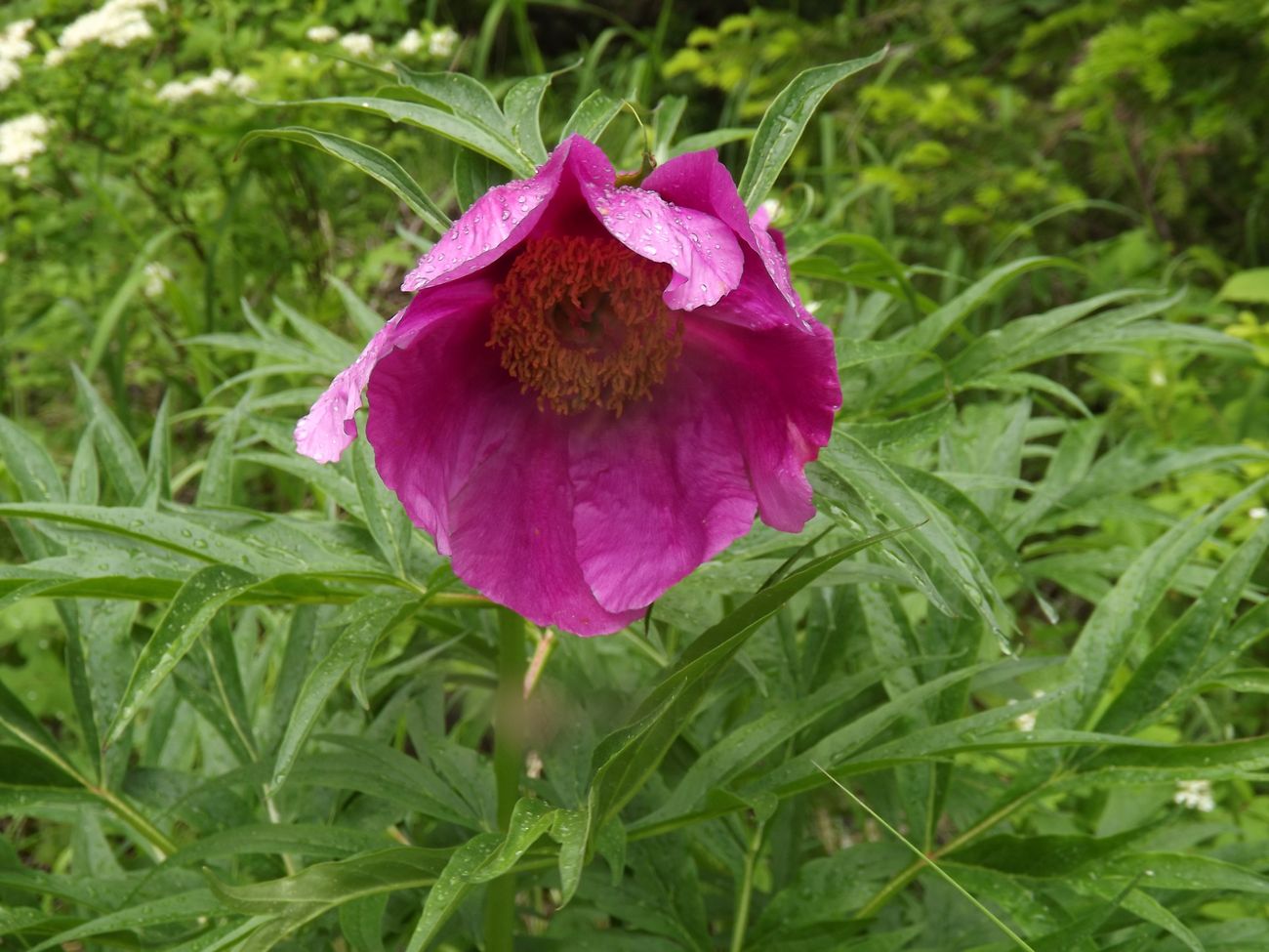 Image of Paeonia anomala specimen.