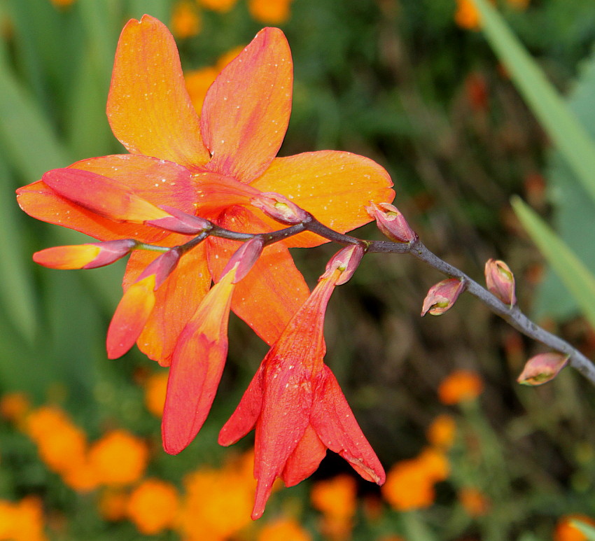 Image of Crocosmia × crocosmiiflora specimen.