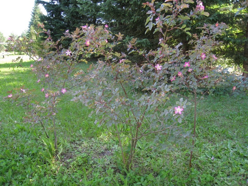 Изображение особи Rosa glauca.