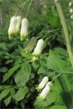 Polygonatum multiflorum. Часть побега с соцветиями. Ленинградская обл., Ломоносовский р-н, берег ручья. 29.05.2010.