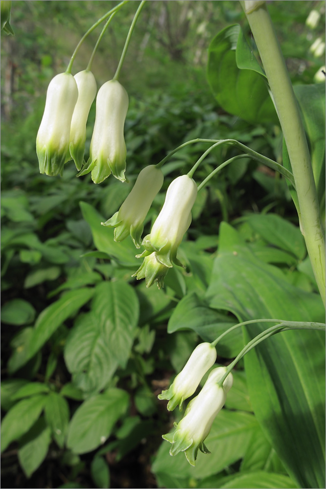 Image of Polygonatum multiflorum specimen.