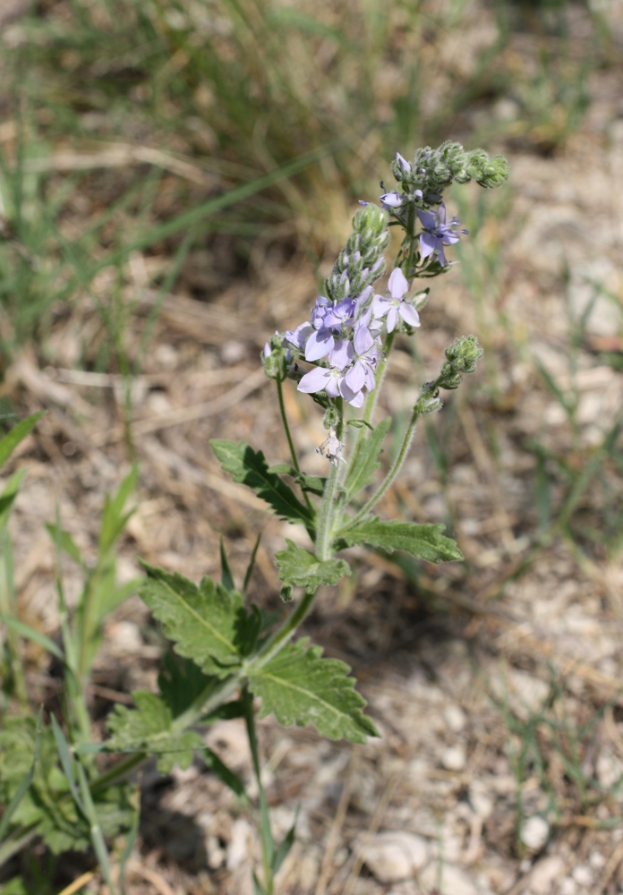 Image of Veronica prostrata specimen.