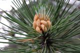 Pinus pallasiana