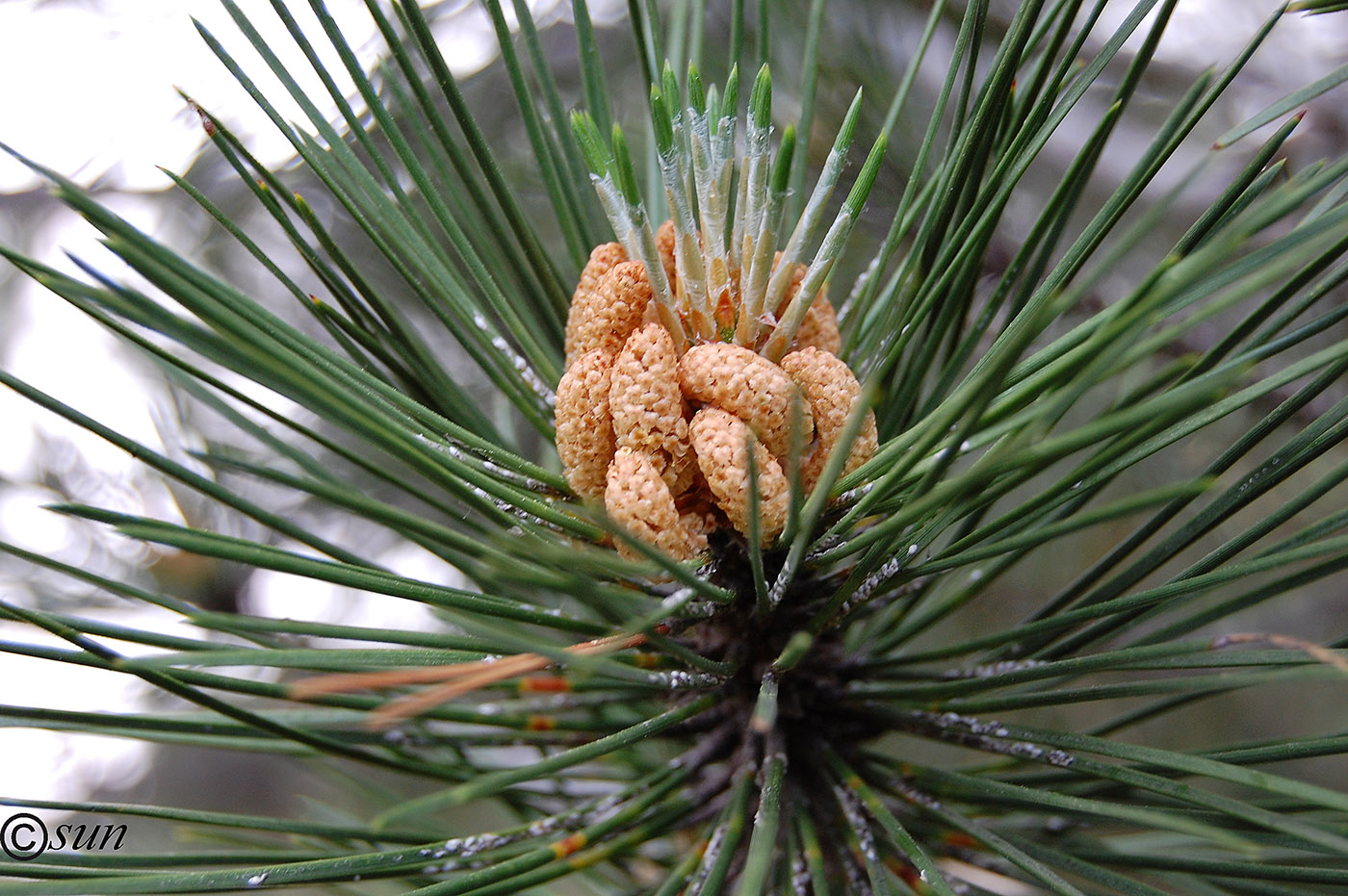 Изображение особи Pinus pallasiana.