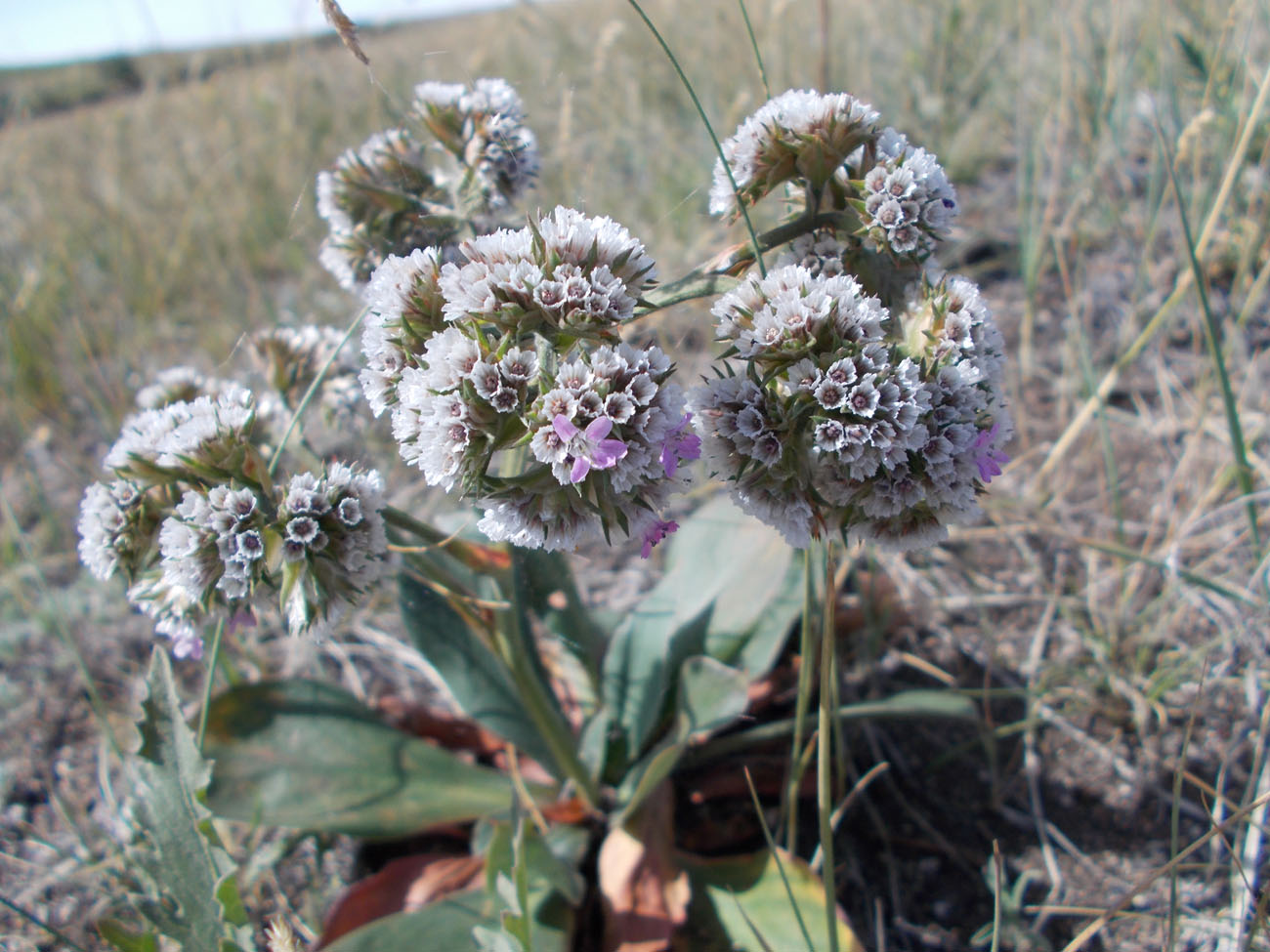 Image of Goniolimon speciosum specimen.