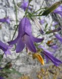 Campanula sibirica. Цветок. Пермский край, Кунгурский р-н, с. Филипповка, дорожка около входа в пещеру. 14.06.2013.