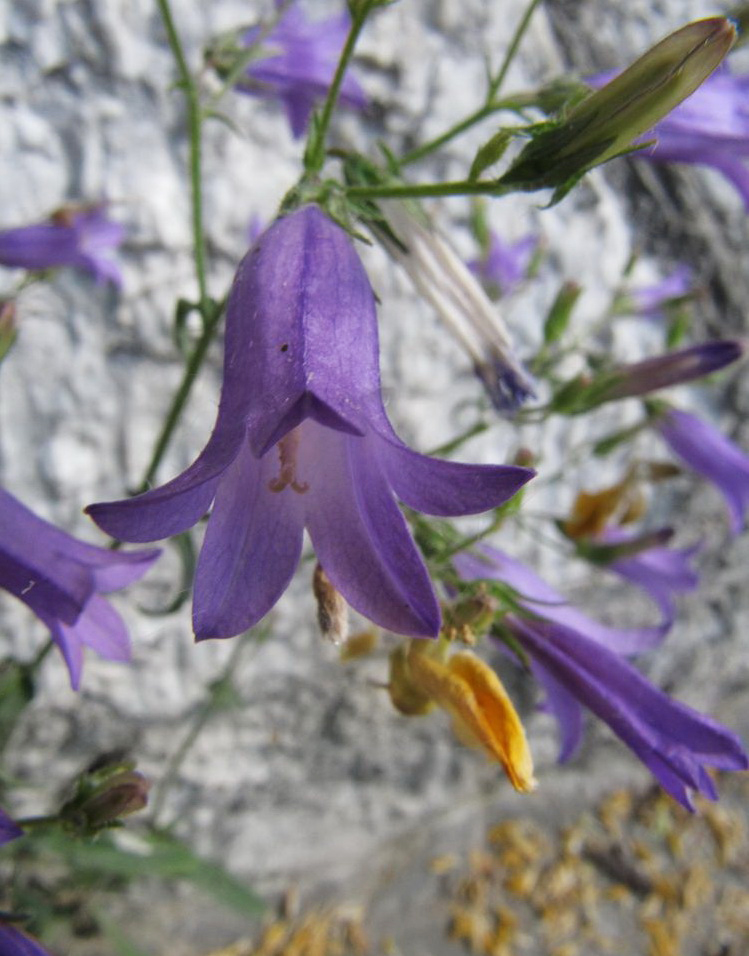 Image of Campanula sibirica specimen.