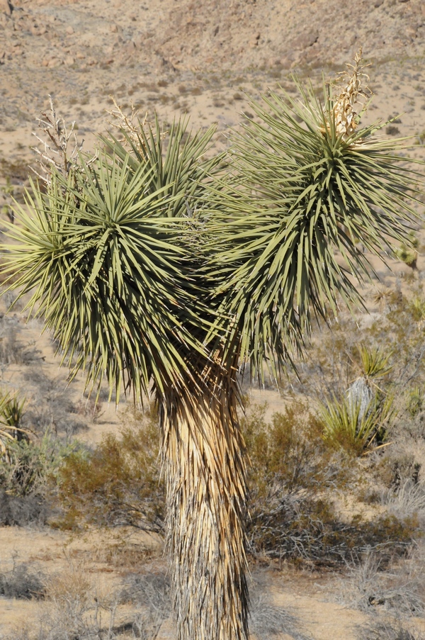 Image of Yucca brevifolia specimen.