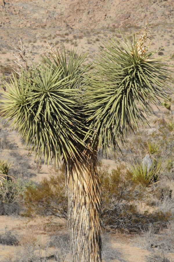 Изображение особи Yucca brevifolia.