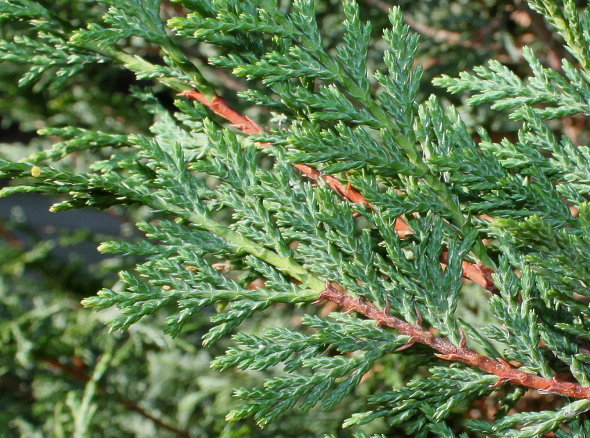 Изображение особи Cupressus &times; leylandii.