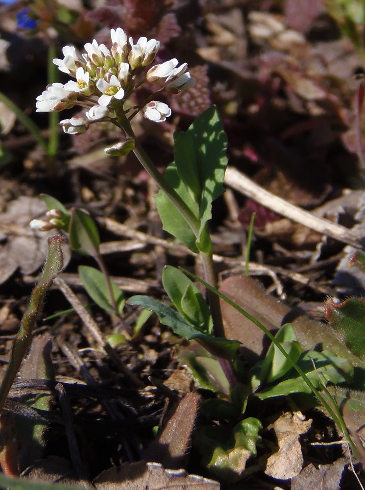 Image of Microthlaspi perfoliatum specimen.