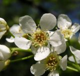 Padus avium subspecies pubescens. Цветок. Хабаровский край, Ванинский р-н, окр. пос. Высокогорный. 03.06.2013.