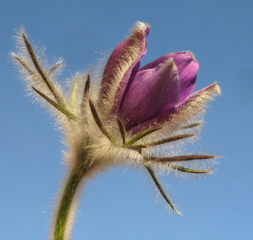 Image of Pulsatilla turczaninovii specimen.