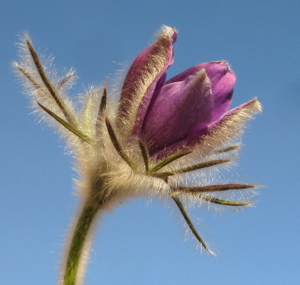 Изображение особи Pulsatilla turczaninovii.