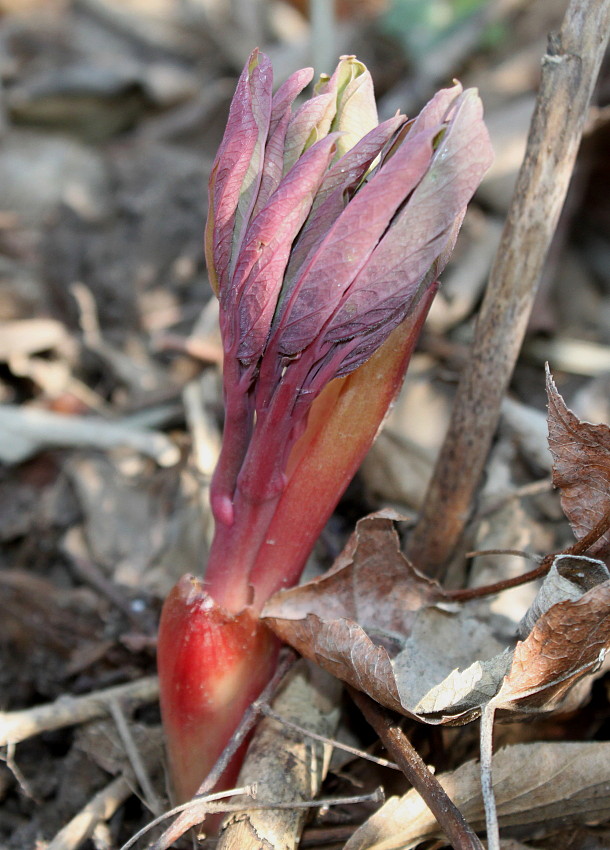 Изображение особи Paeonia delavayi.