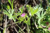 Geranium dissectum. Верхушка цветущего растения. Узбекистан, Ташкентская обл., предгорья Чаткальского хр., берег арыка. 03.05.2014.