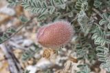 Astragalus pallasii. Плод. Казахстан, Атырауская обл., 46 км NO пос. Кульсары, кряж Аккерегешин. 03.05.2014.