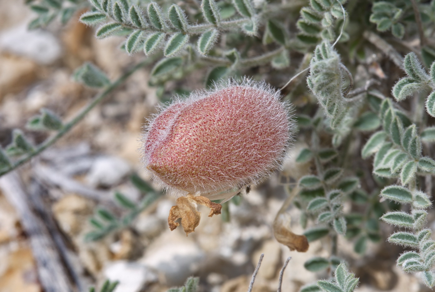 Изображение особи Astragalus pallasii.