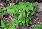 Polygonatum glaberrimum. Расцветающие растения. Краснодарский край, Апшеронский р-н, окр. пос. Мезмай, Курджипское ущелье у подножия скалы. 29.04.2014.