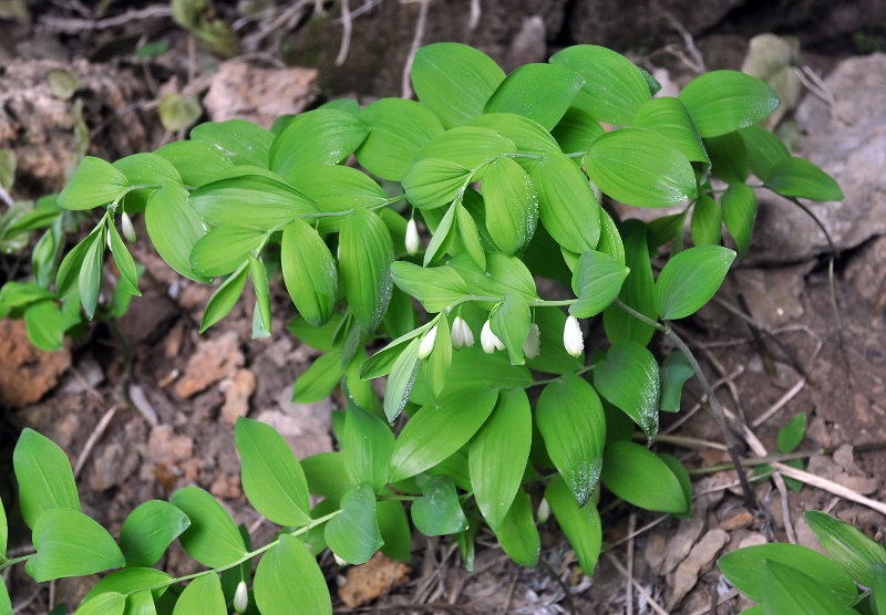 Изображение особи Polygonatum glaberrimum.