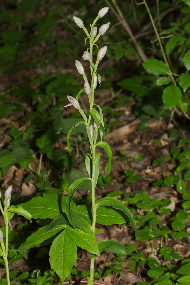 Изображение особи Cephalanthera damasonium.