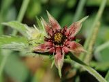 Comarum palustre