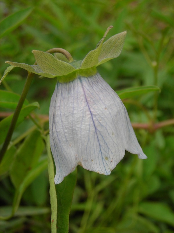 Изображение особи Codonopsis clematidea.