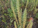 Dracocephalum thymiflorum