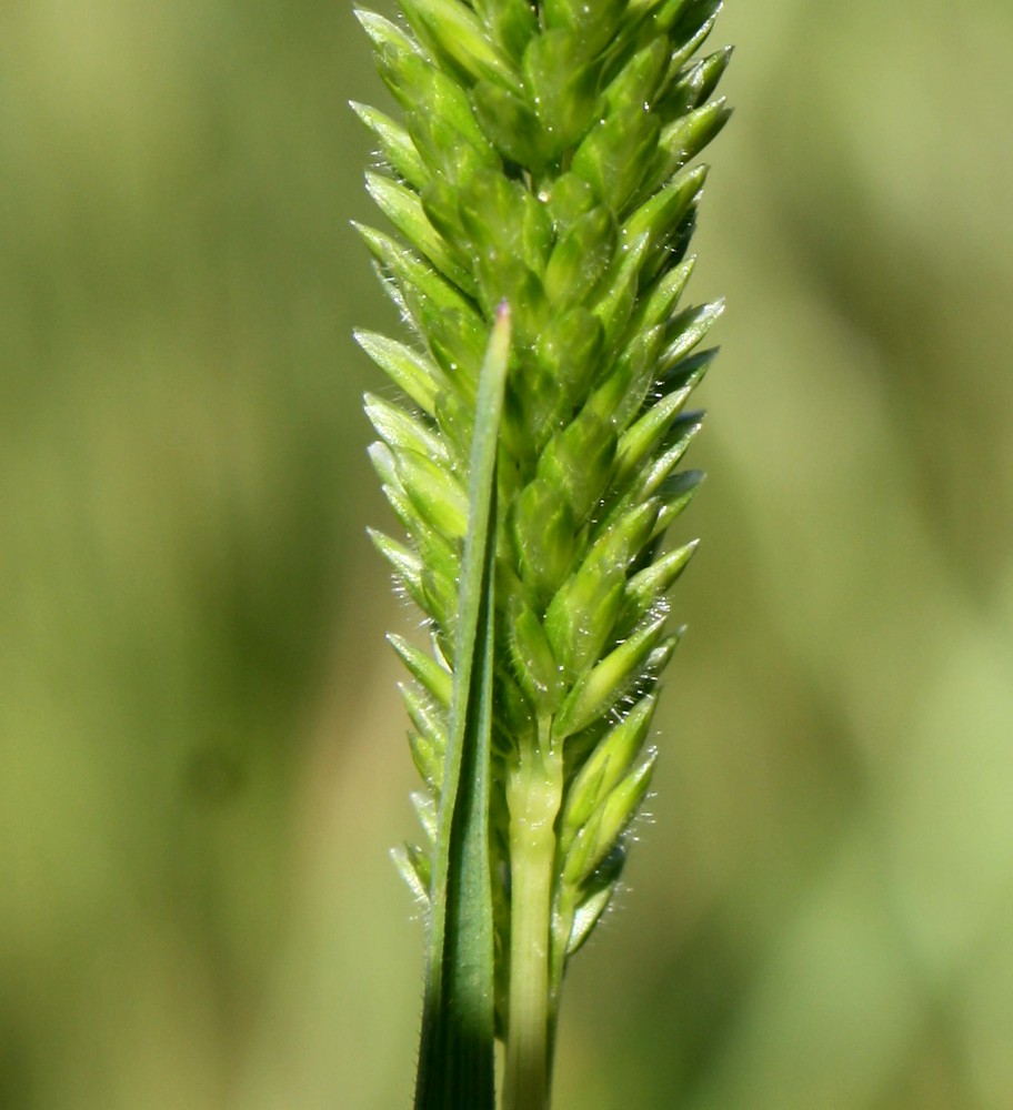 Image of Rostraria obtusiflora specimen.