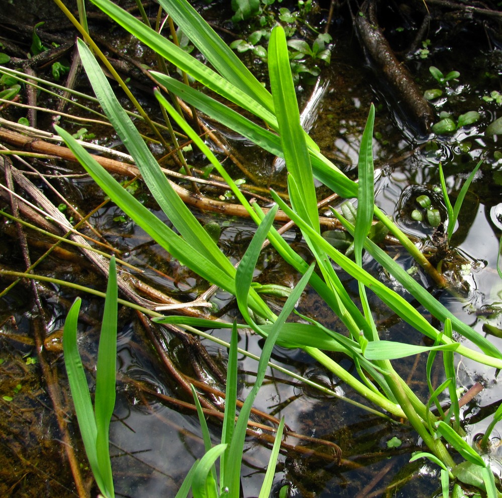 Image of Glyceria lithuanica specimen.