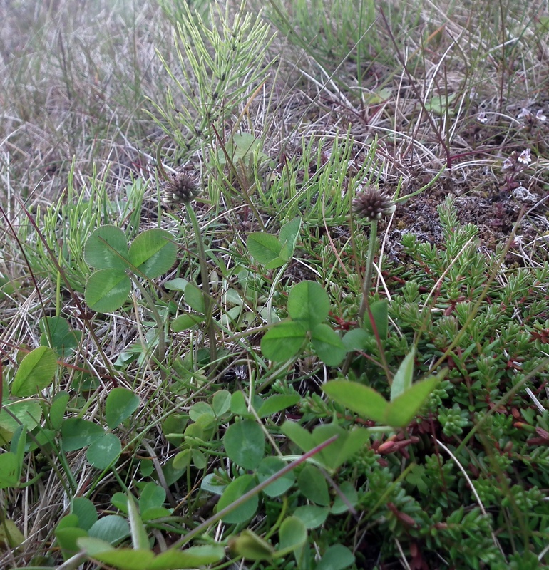 Изображение особи Trifolium repens.